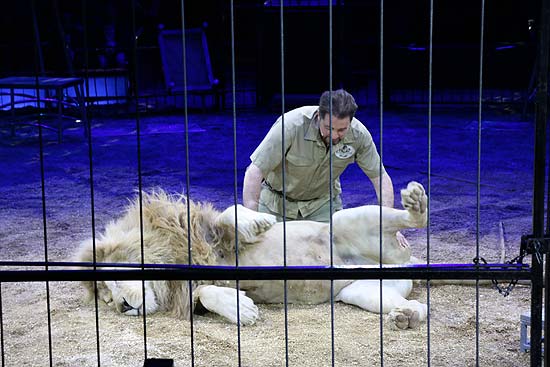 Circus Krone: öffentliche, kommentierte Raubtierprobe mit Martin Lacey jr. am 11.02.2018 (©Foto:  Martin Schmitz)